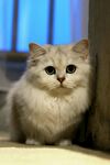 可爱银渐层猫咪乖巧模样
