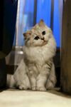 可爱猫咪仰头望