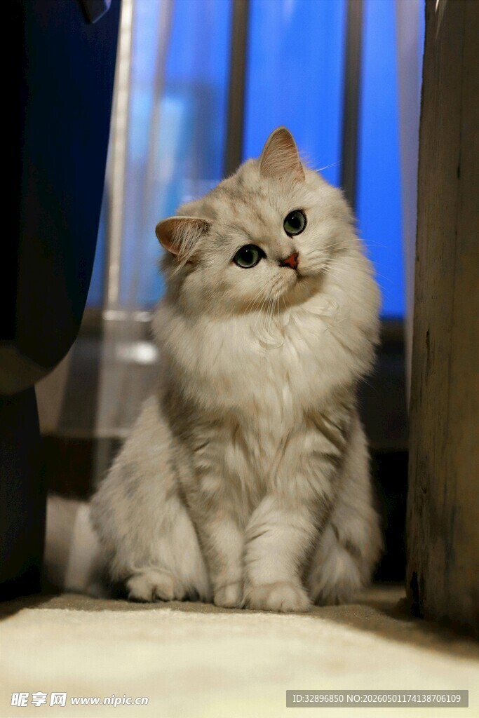 可爱猫咪仰头望