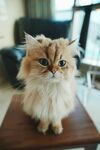 可爱长毛猫端坐木桌