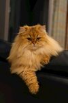 慵懒长毛猫惬意趴卧