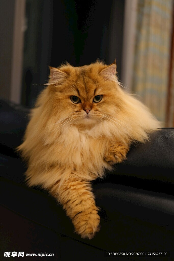 慵懒长毛猫惬意趴卧