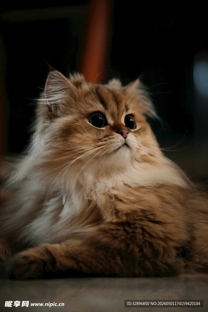 长毛猫咪优雅躺卧