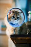 透过放大镜的可爱猫咪