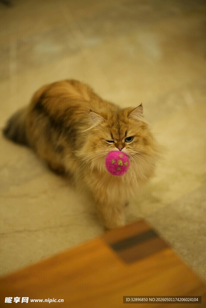 叼着粉球的长毛猫咪