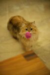 长毛猫含粉色玩具超可爱