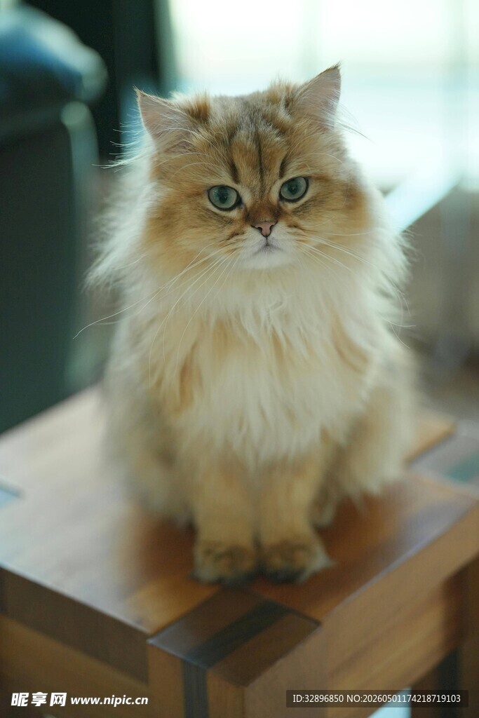 可爱长毛猫端坐木桌