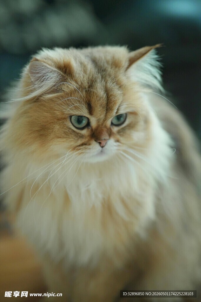 可爱长毛猫的专注瞬间