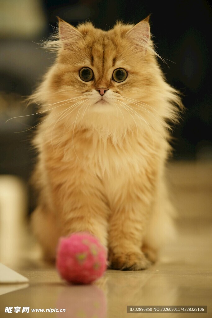 长毛橘猫与粉色绒球