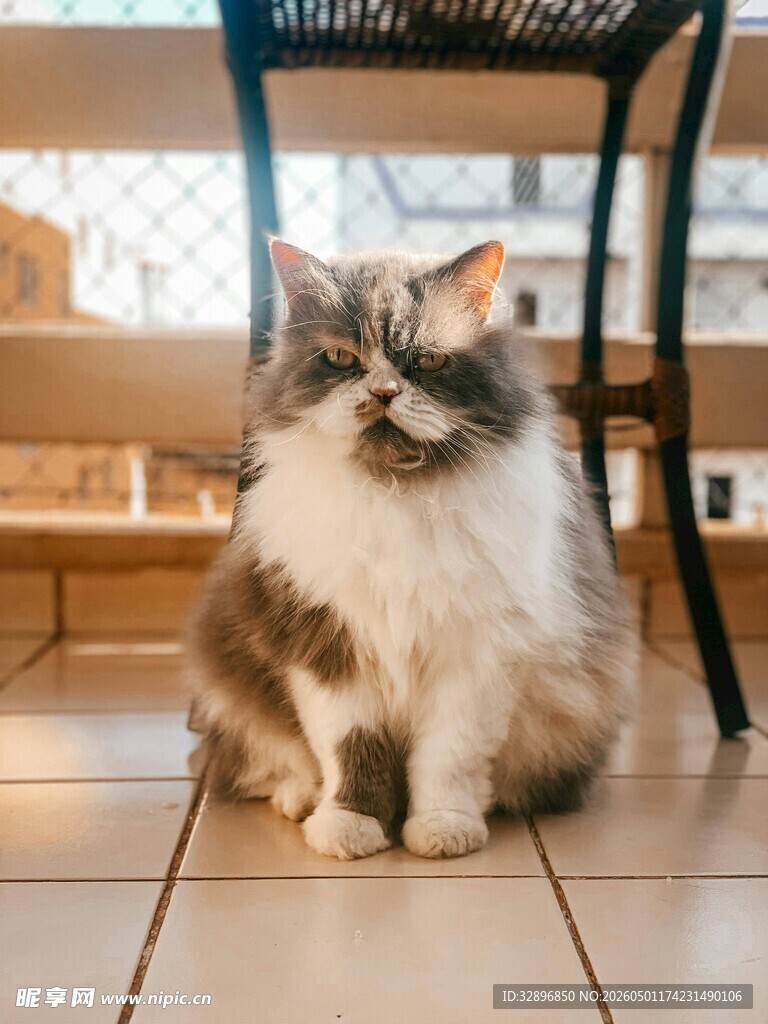 可爱长毛猫坐于室内地板