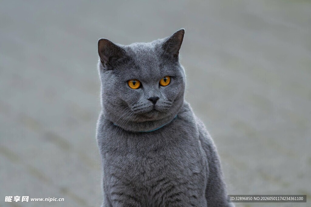 蓝猫凝视