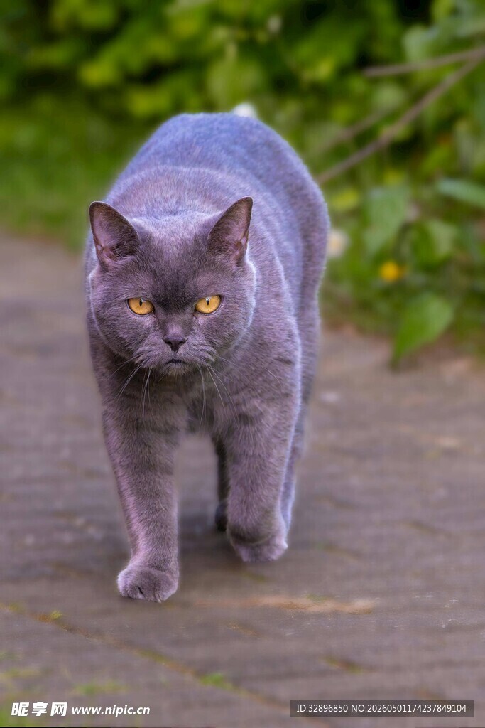 灰蓝猫咪漫步