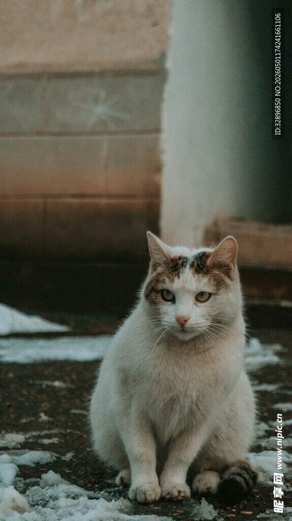 雪地中的三色猫咪