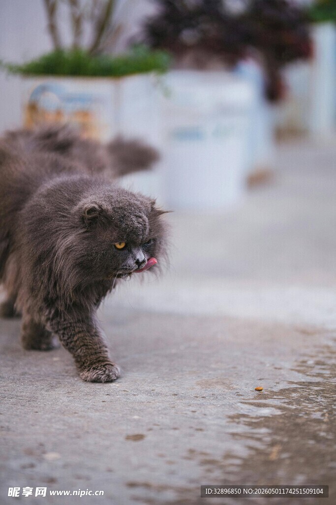 灰毛猫咪街头俏皮行走