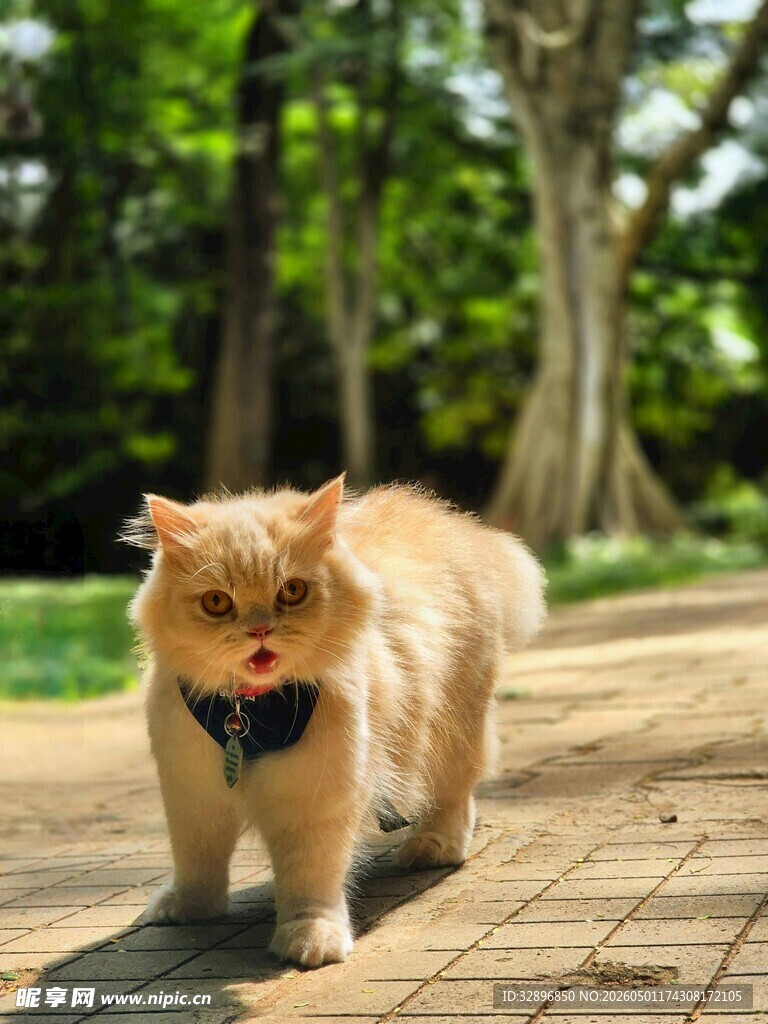 漫步的橘猫