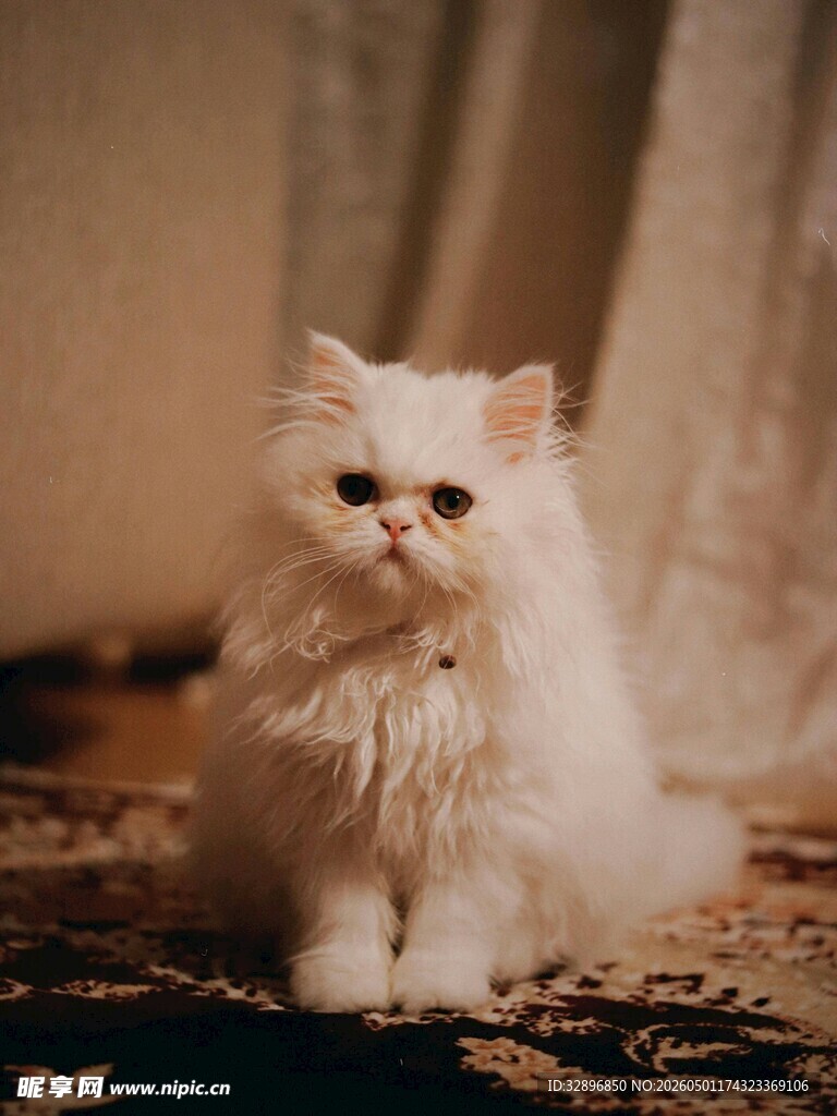 可爱白色长毛猫咪