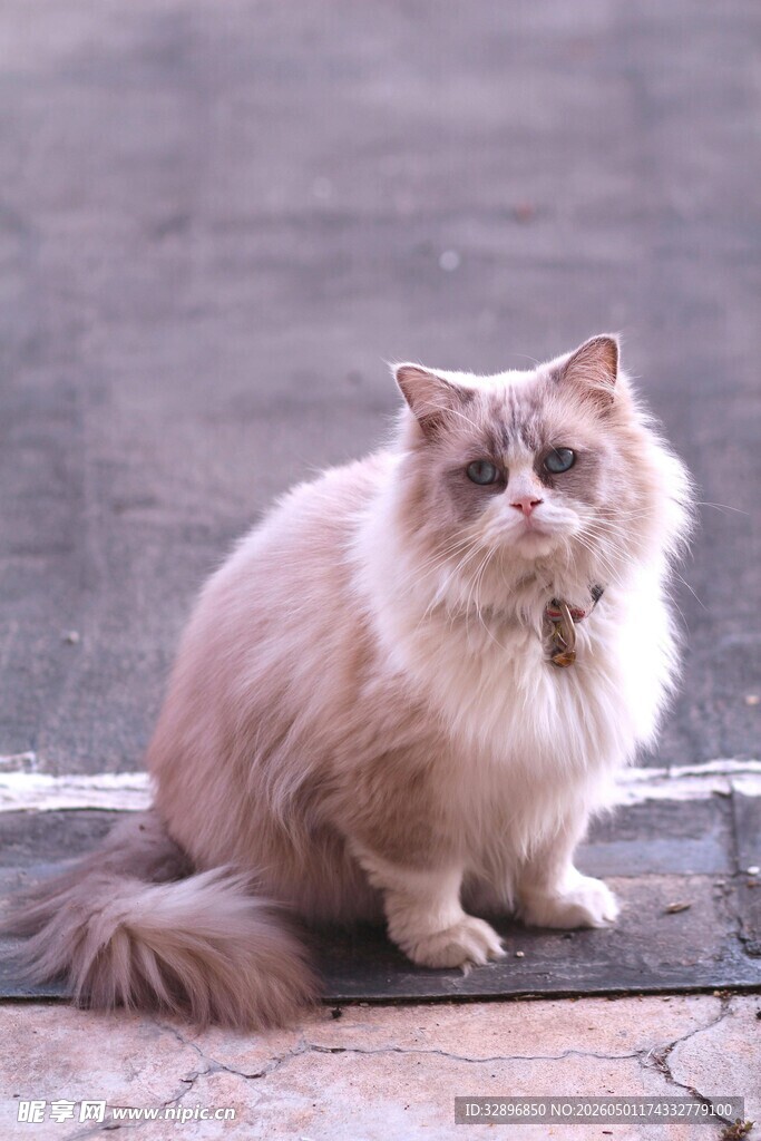 可爱长毛猫安静蹲坐