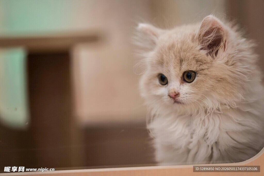 可爱小猫咪坐在木容器中