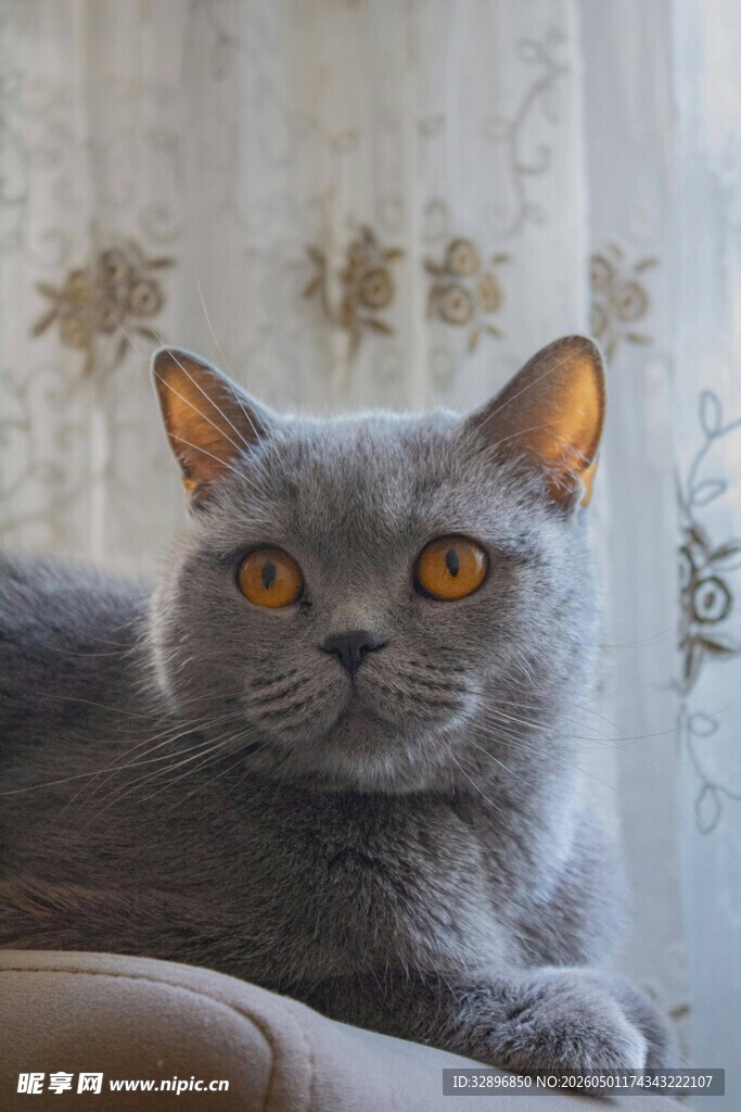 慵懒灰猫惬意卧躺