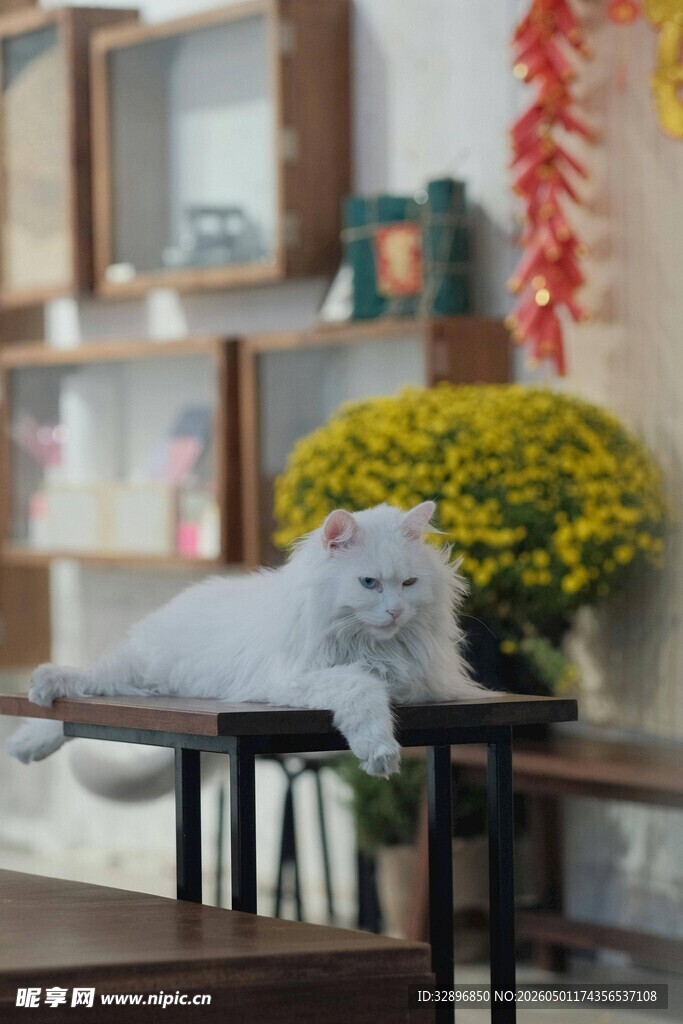 慵懒猫咪趴于桌台