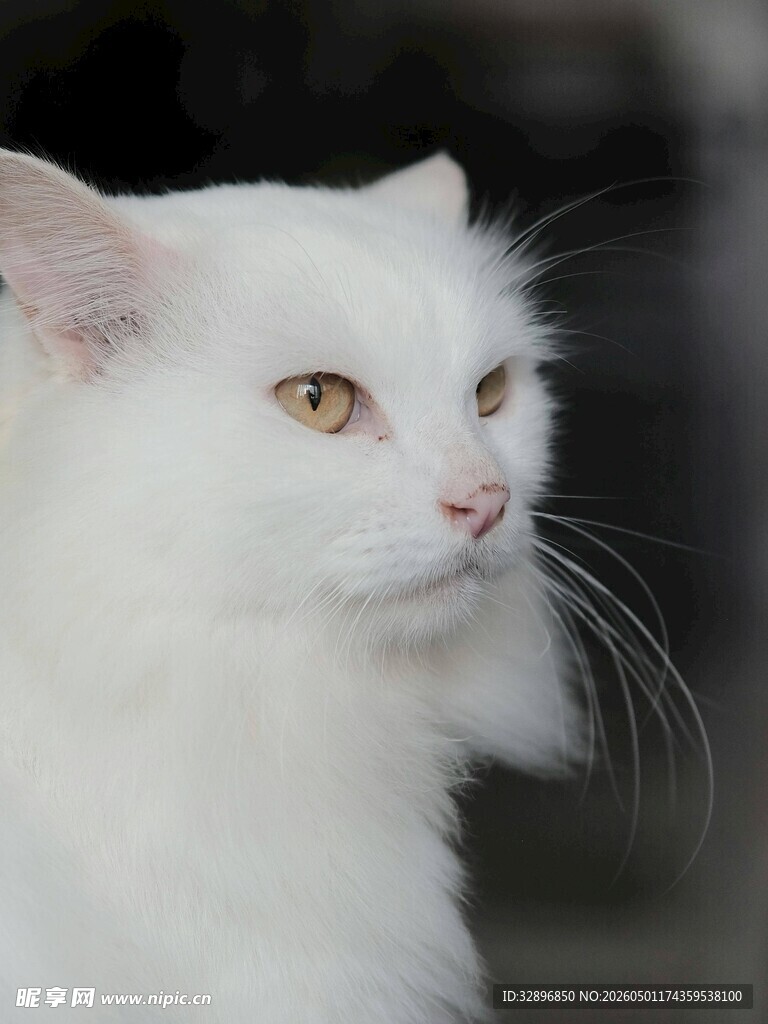 优雅白毛猫的迷人侧颜