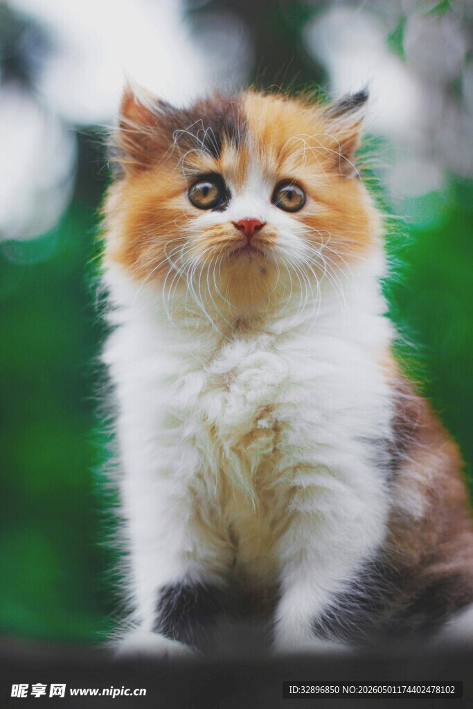 可爱三色小猫抬头望