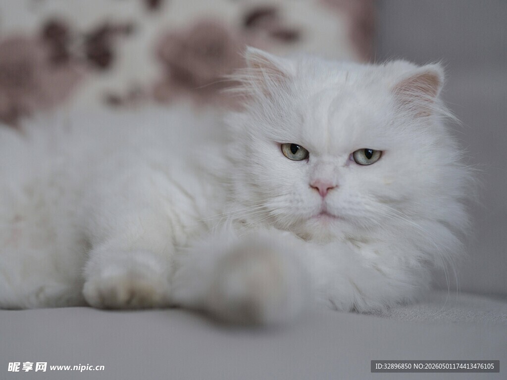 可爱白毛猫咪慵懒趴卧