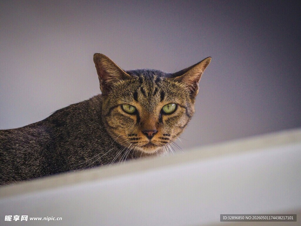 可爱猫猫趴在浅色边缘