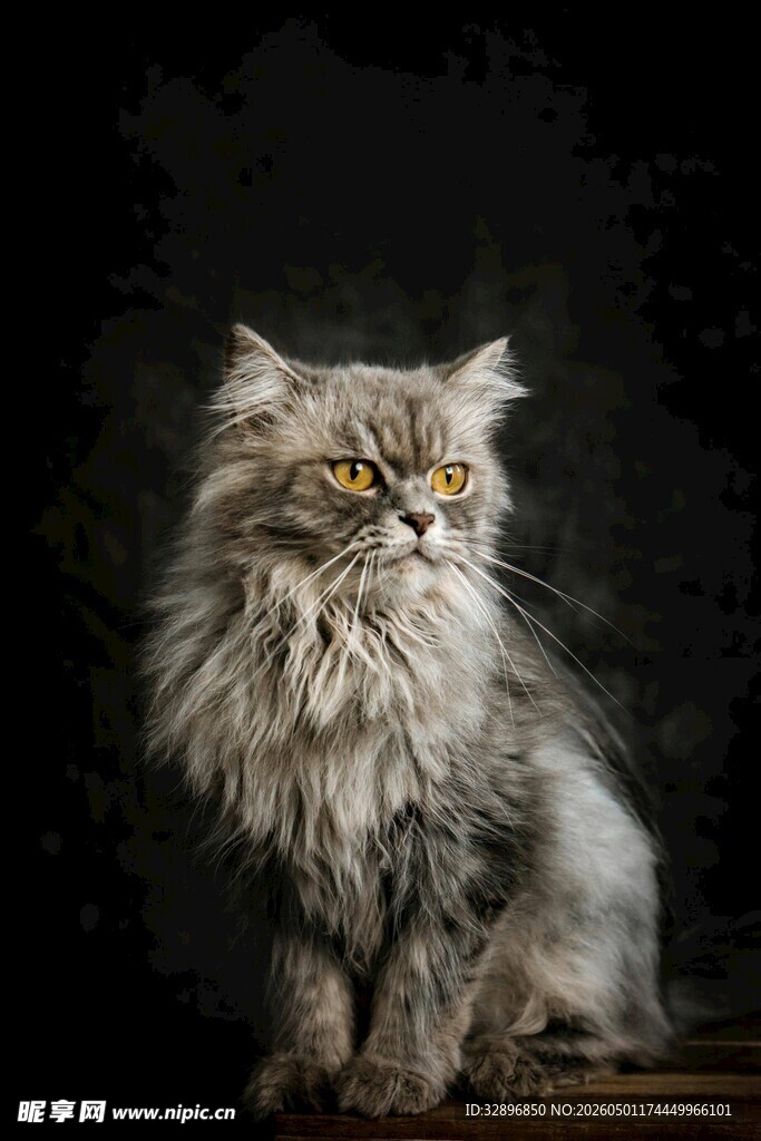 长毛猫咪的优雅瞬间