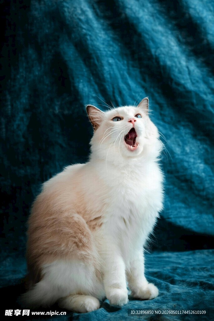 张嘴的可爱猫咪