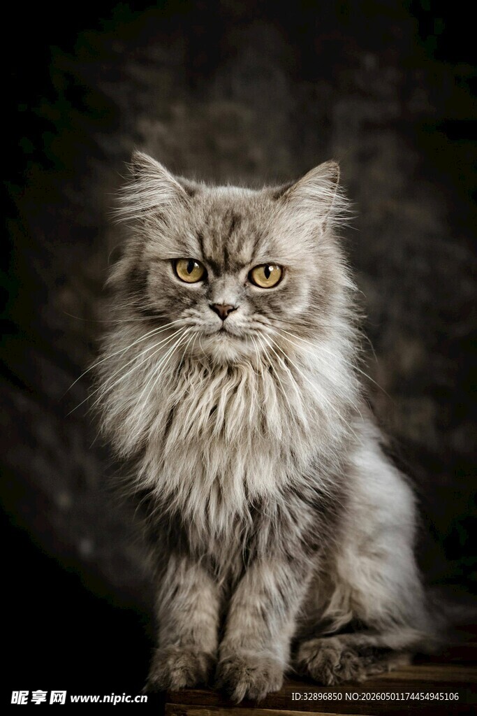 长毛猫咪优雅端坐