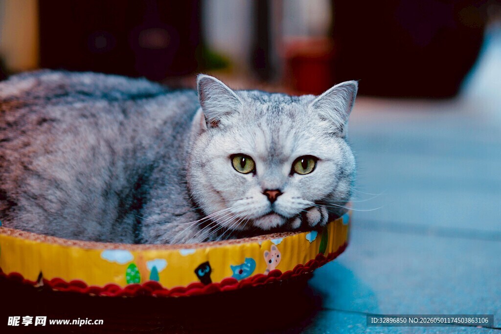 银渐层猫咪趴彩色猫窝