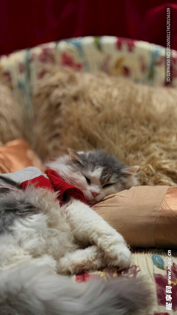 熟睡的猫咪与玩具