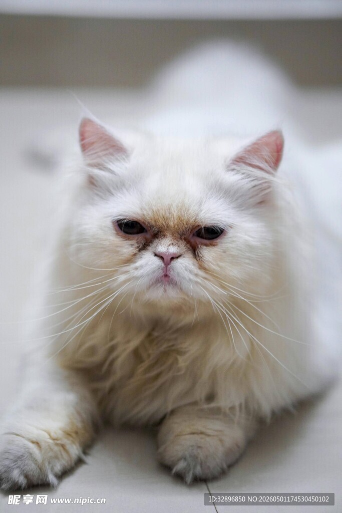 慵懒波斯猫惬意趴卧