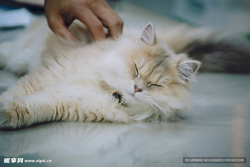 猫咪惬意享受抚摸时刻