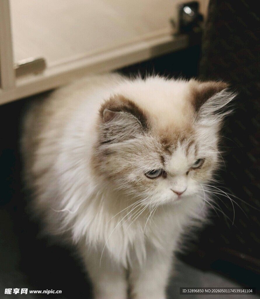 躲在柜子下的长毛猫咪