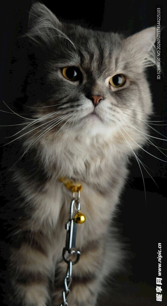 戴牵引绳的可爱灰毛猫咪