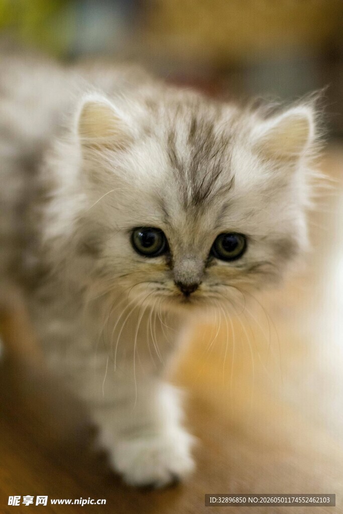 可爱小猫咪萌态十足