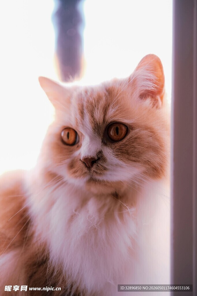 可爱长毛猫侧目瞬间
