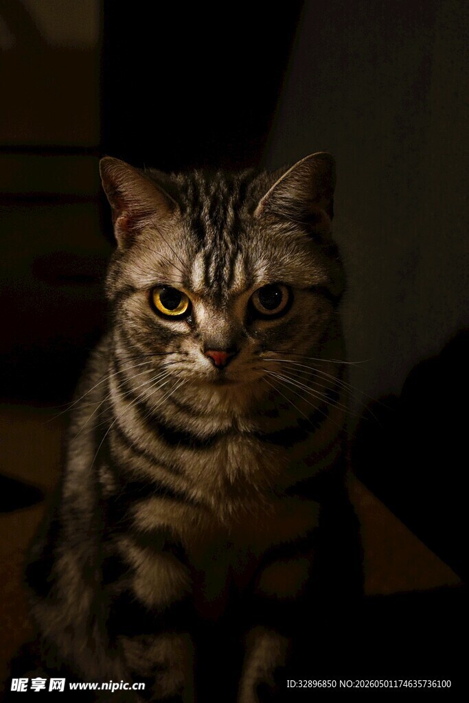 凝视的条纹猫咪