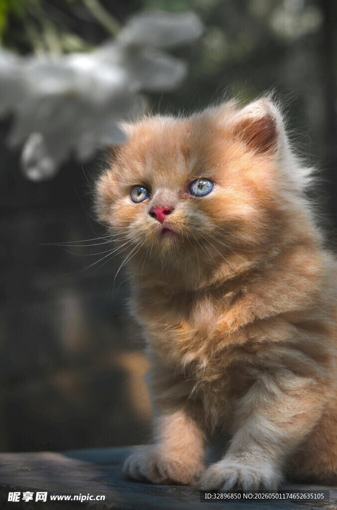 可爱小猫咪眼神灵动
