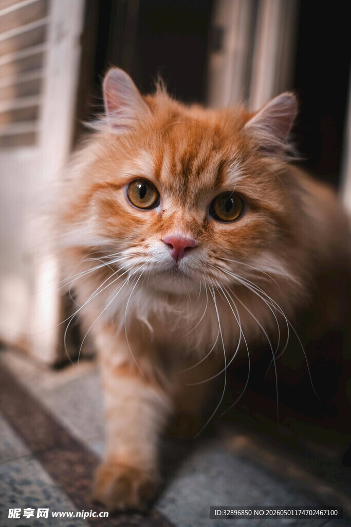可爱橘色长毛猫