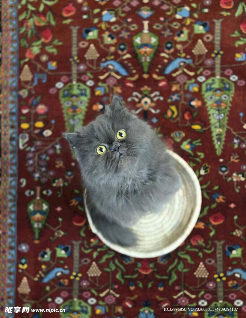 灰猫蜷卧于多彩花纹布上