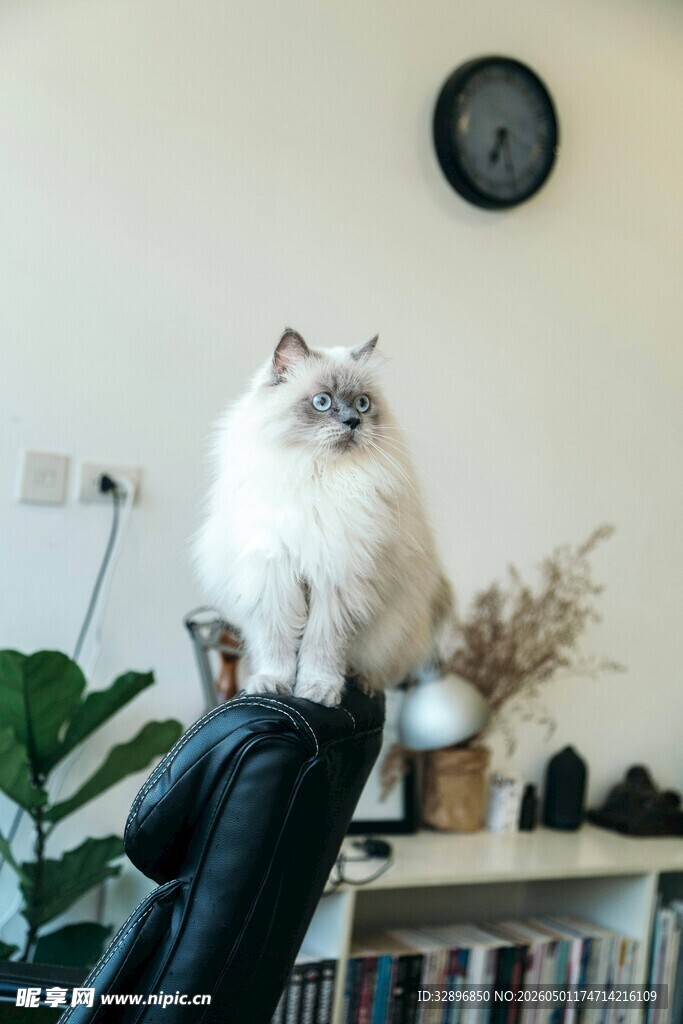 猫咪惬意趴扶手