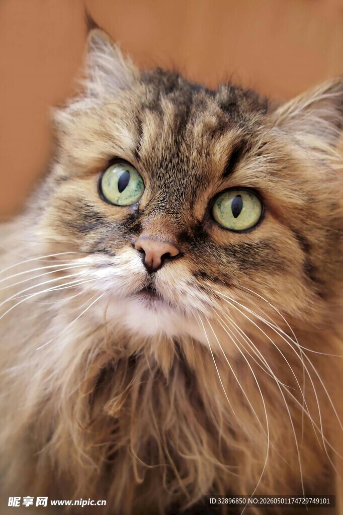 长毛猫特写