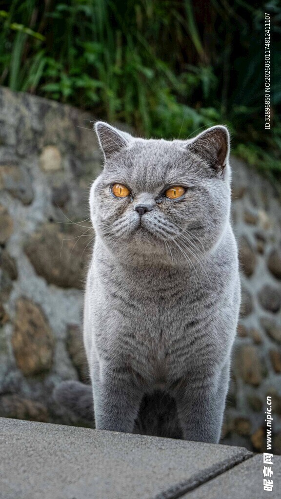 灰色猫咪好奇望向前方