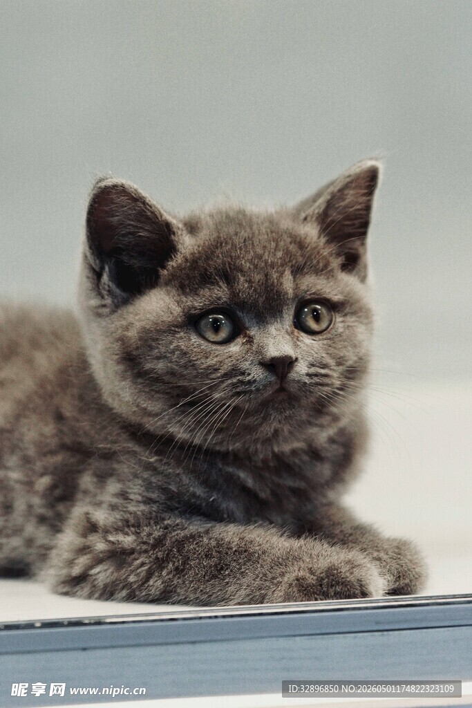 可爱灰猫趴卧