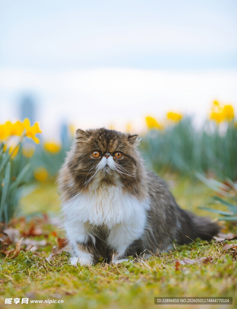 草地上的可爱波斯猫