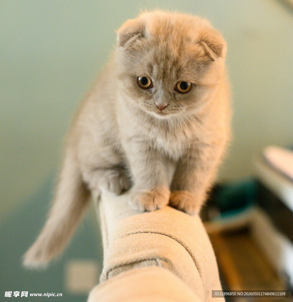 小萌猫站在手臂上