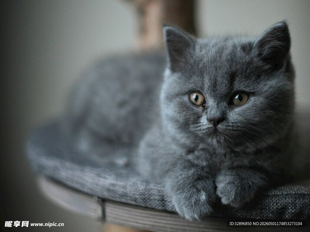 灰色萌猫慵懒趴坐